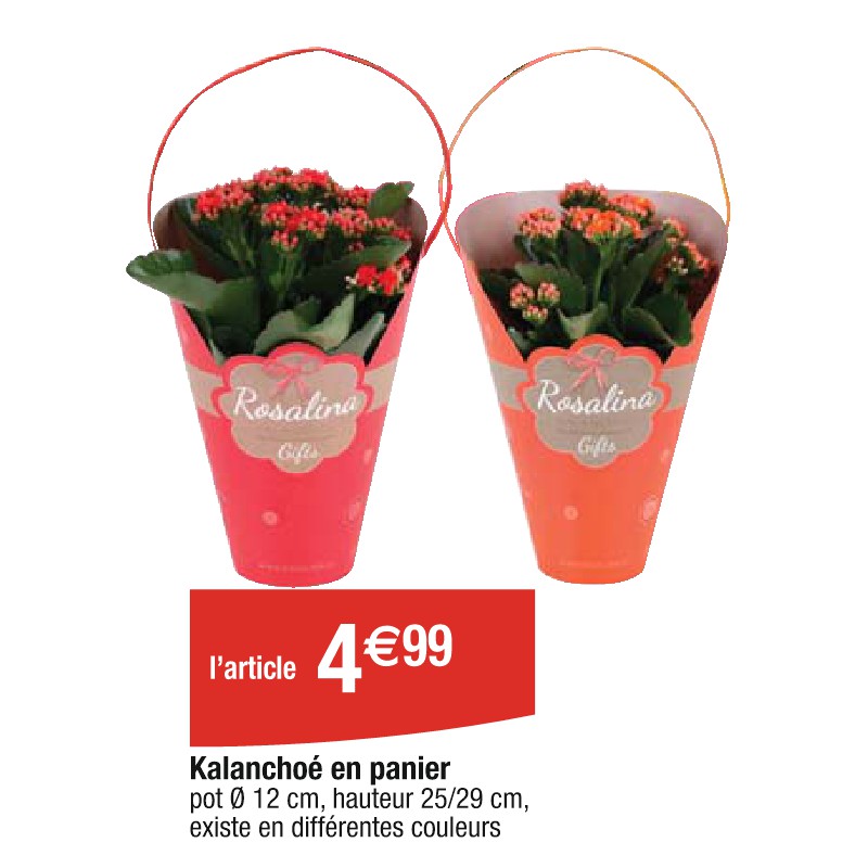 Kalanchoé en panier