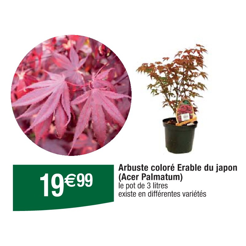 Arbuste coloré Erable du japon (Acer Palmatum)