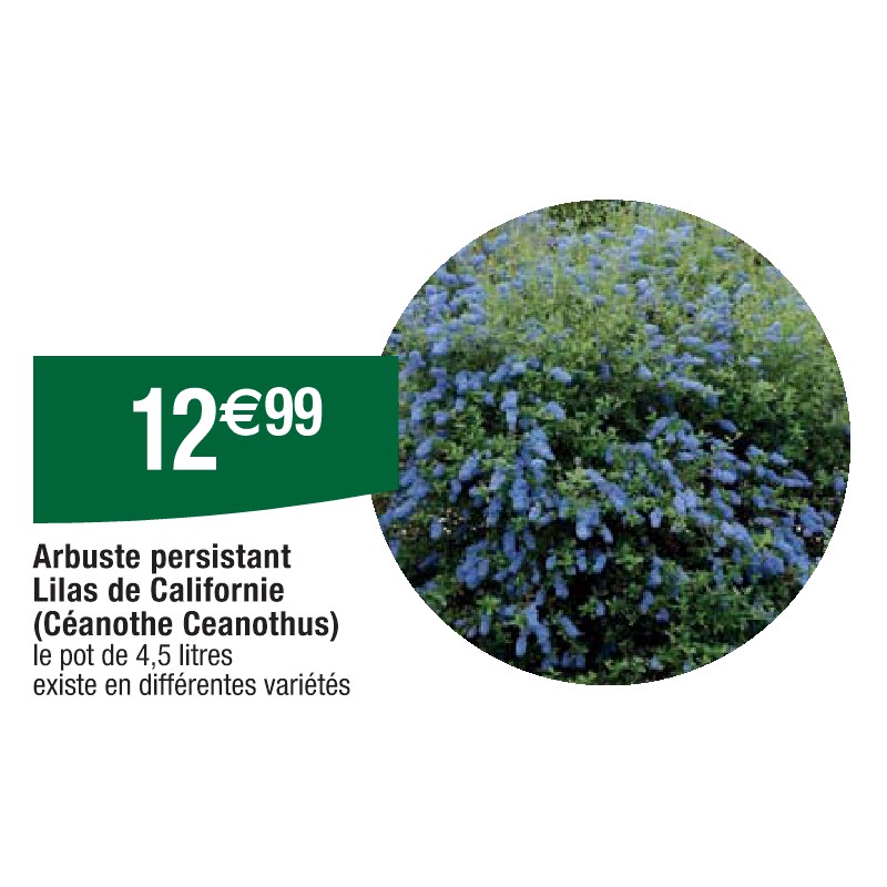 Arbuste persistant Lilas de Californie (Céanothe Ceanothus)