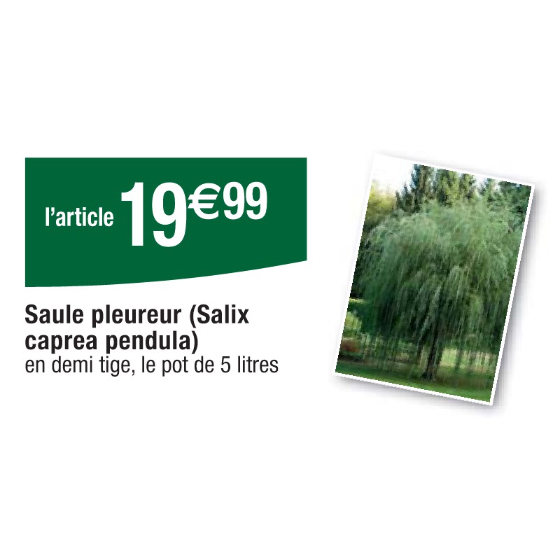 Saule pleureur (Salix caprea pendula)