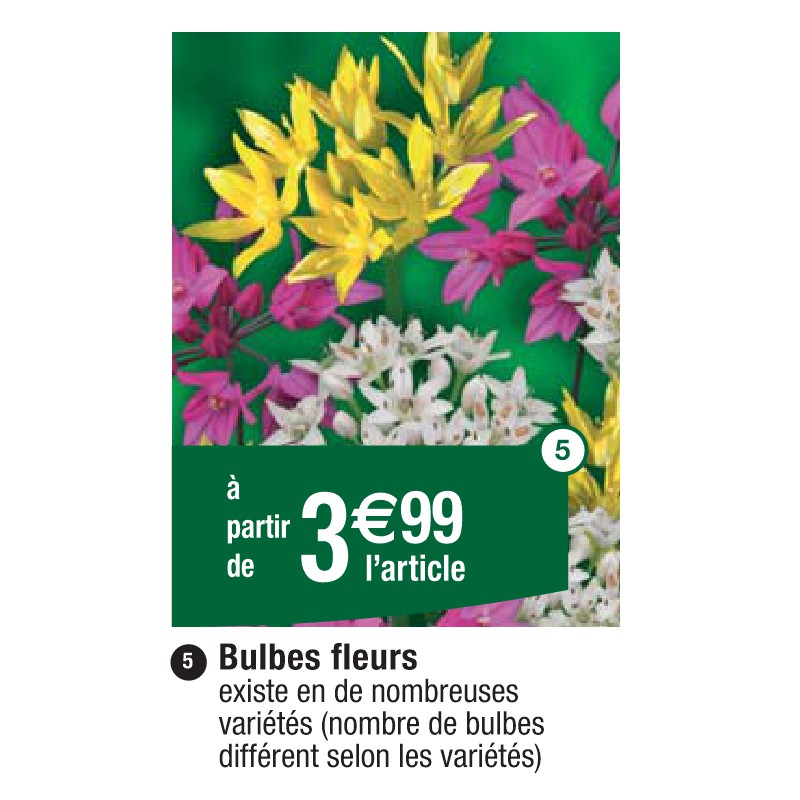 Bulbes fleurs