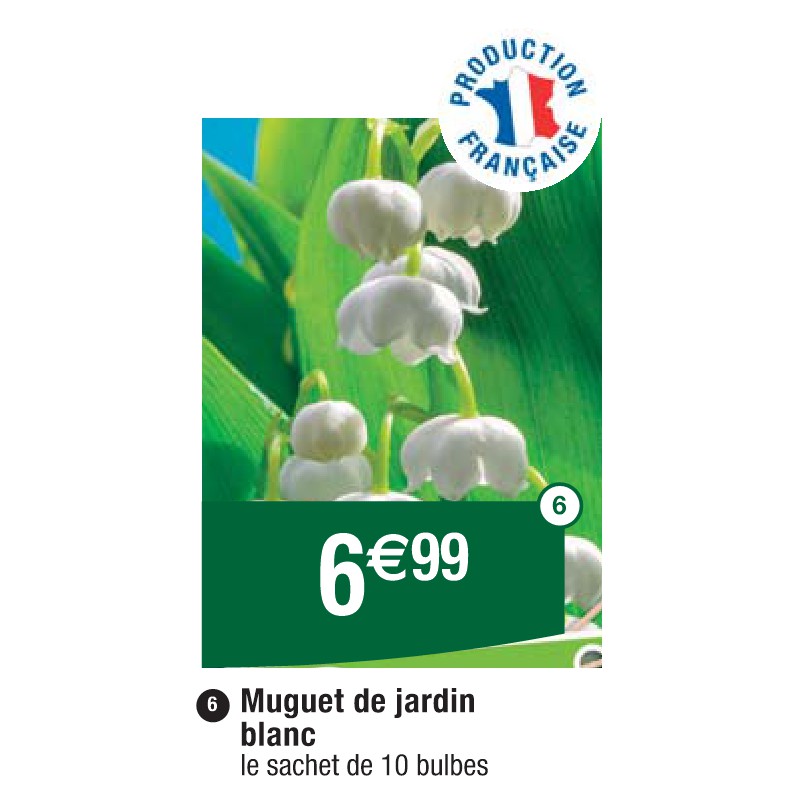 Muguet de jardin blanc