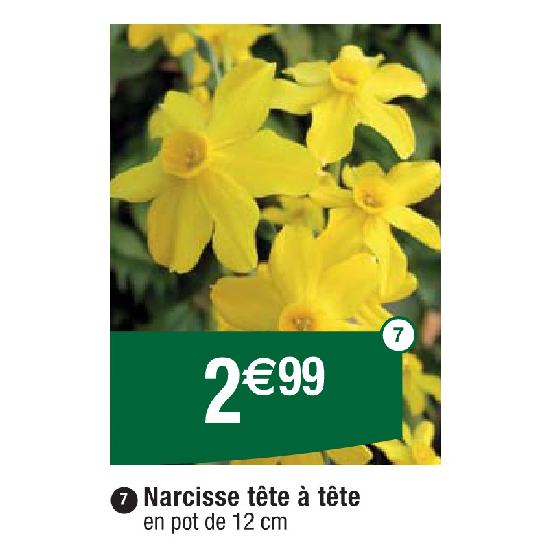 Narcisse tête à tête