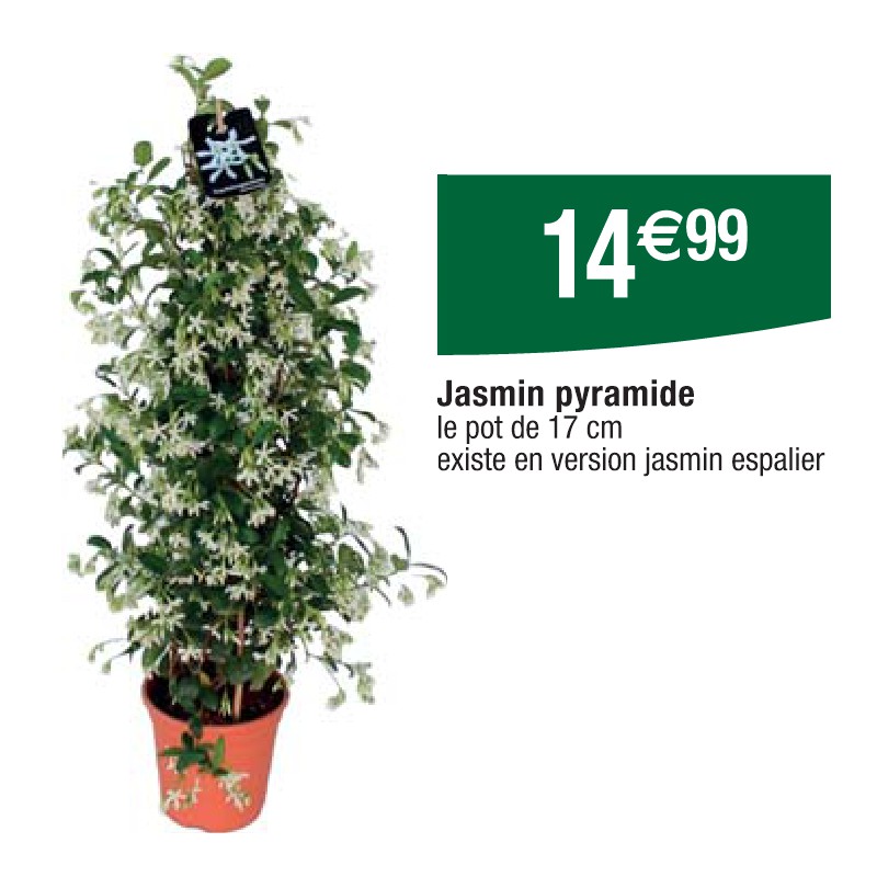 Jasmin pyramide