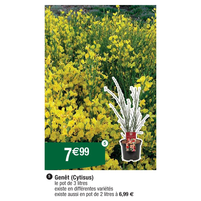 Genêt (Cytisus)