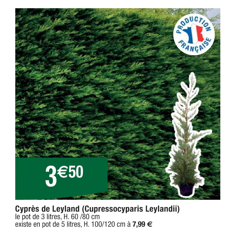 Cyprès de Leyland (Cupressocyparis Leylandii)