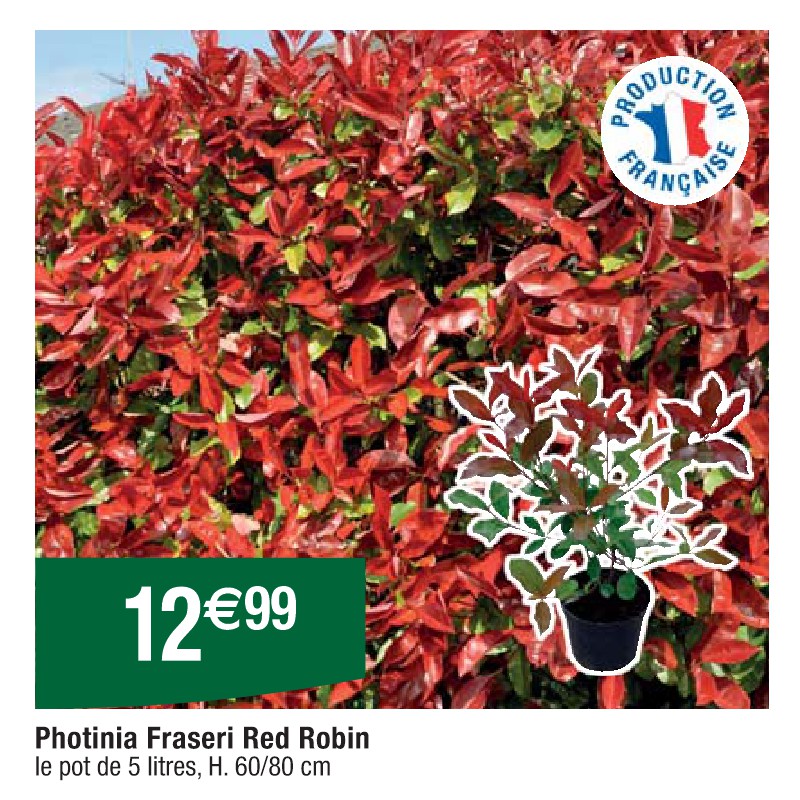 Photinia Fraseri Red Robin