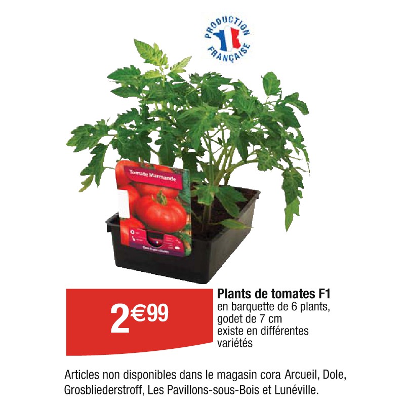 Plants de tomates F1