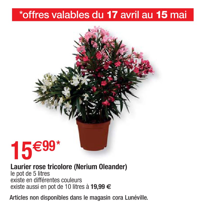 Laurier rose tricolore (Nerium Oleander)