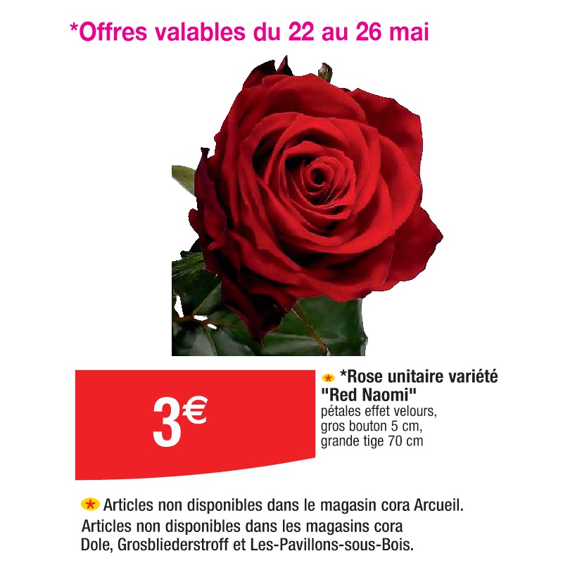 Rose unitaire variété ''Red Naomi''