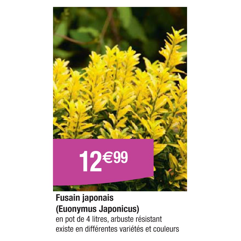 Fusain japonais (Euonymus Japonicus)
