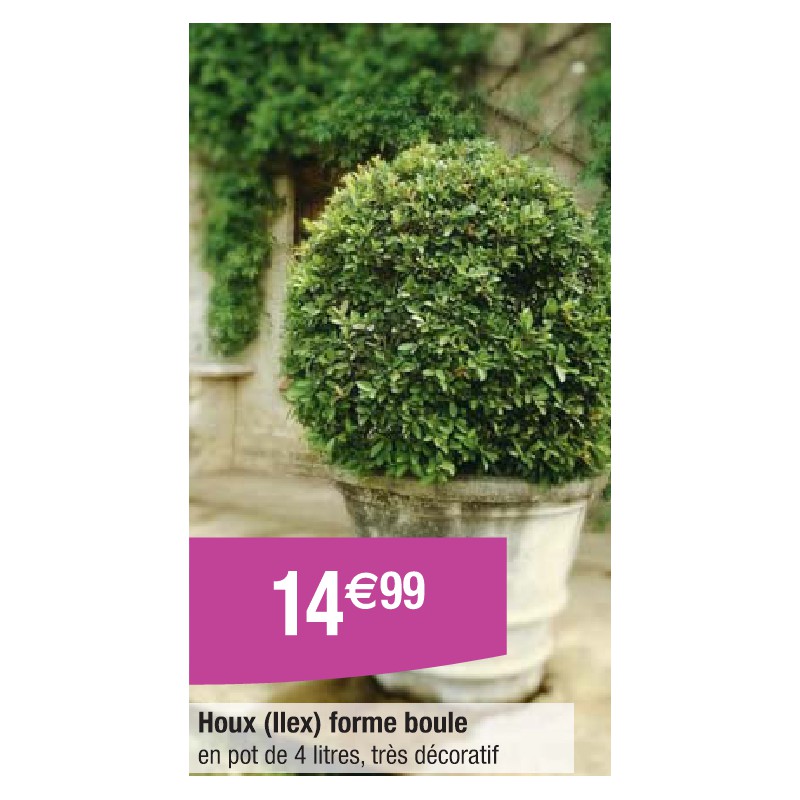 Houx (Ilex) forme boule