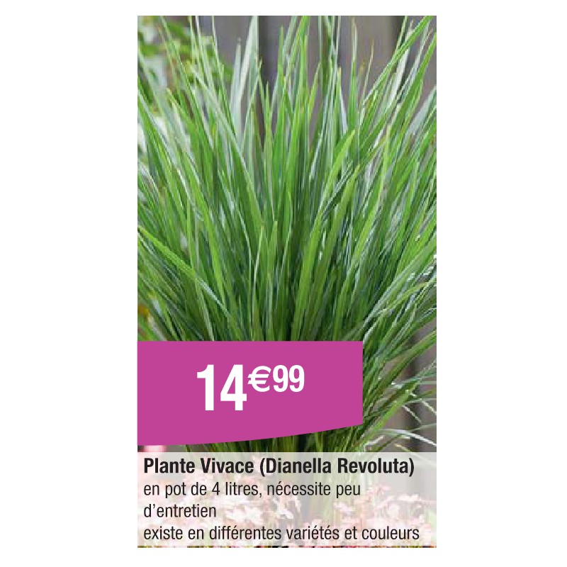 Plante Vivace (Dianella Revoluta)