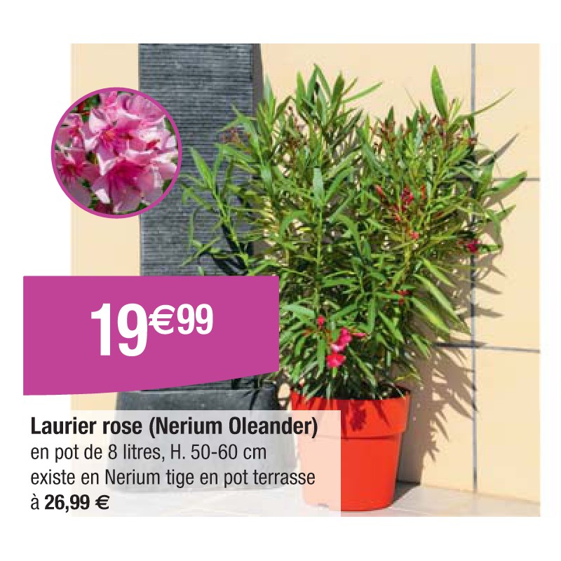 Laurier rose (Nerium Oleander)
