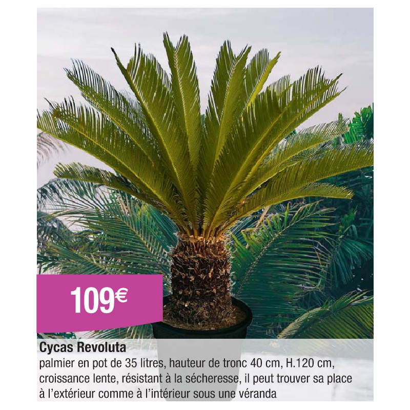 Cycas Revoluta