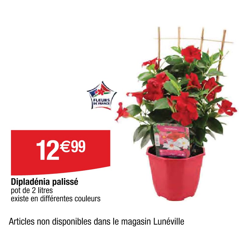 Dipladénia palissé